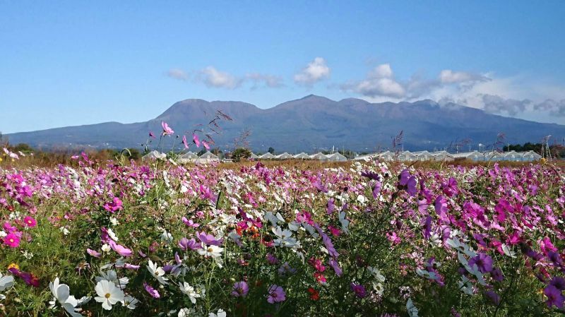 ◎福島県　アネモネ