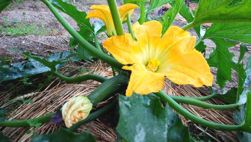 ◎咲いてしまった”ズッキニーの花は食べられません！！食べるなら超早採りして！