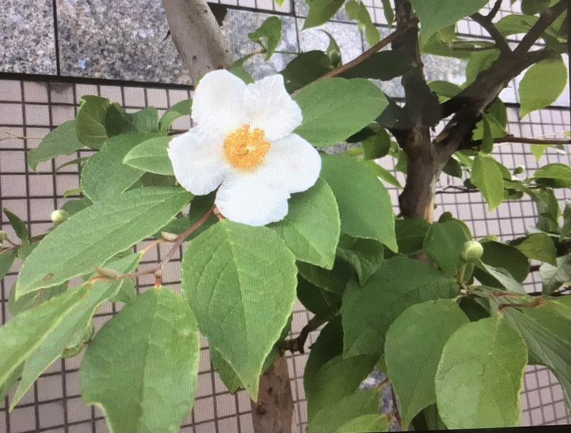 ◎夏椿　⇔　沙羅双樹　⇔　京都三条通り街路樹