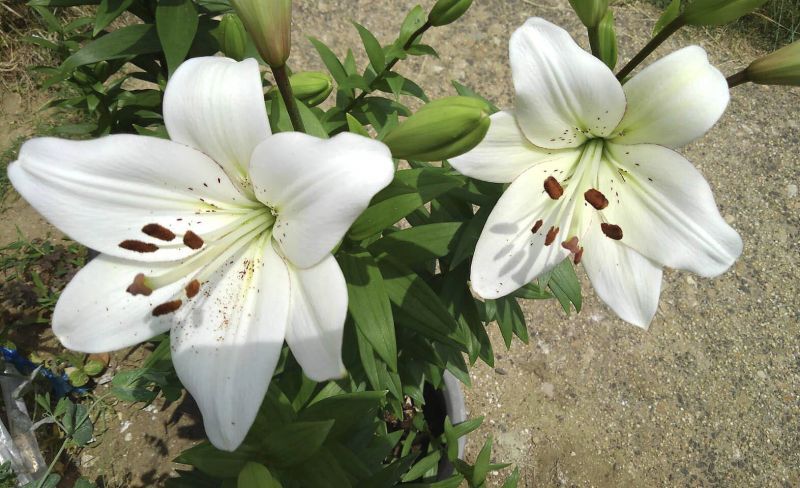 ◎花ある毎日　◎仙台から　ヤマユリ