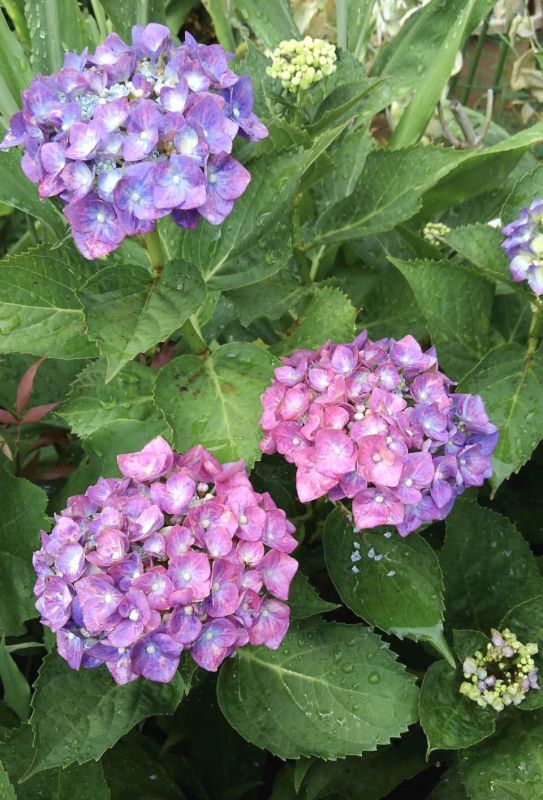 ***紫陽花***