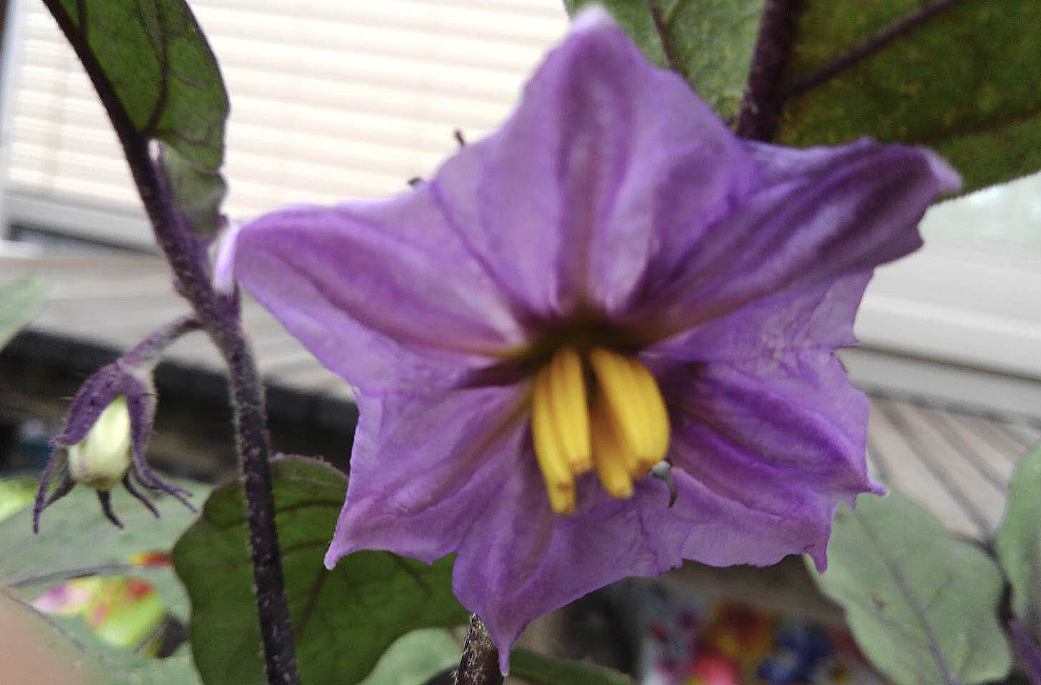 四つの花の名前を正解した、ら素敵な豆本をさしあげます。　3番目の花