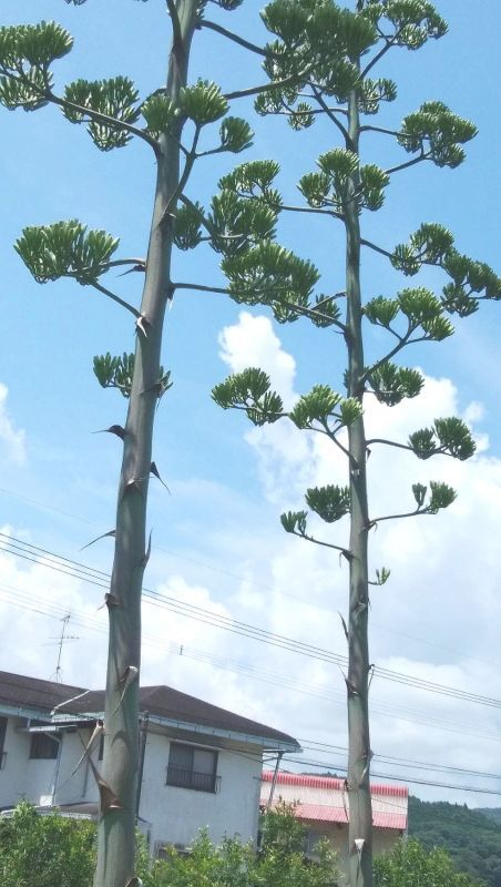 ◎天空に咲く幸運の花　⇔　開花間近・数十年に一度切り　⇔　国東半島