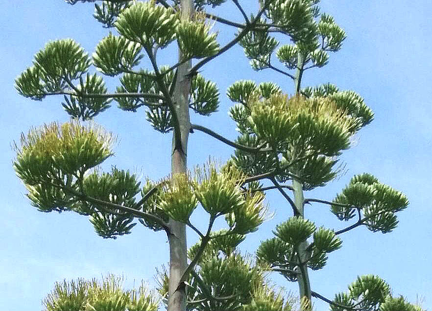 ◎花の名前は　”ベゴニア”