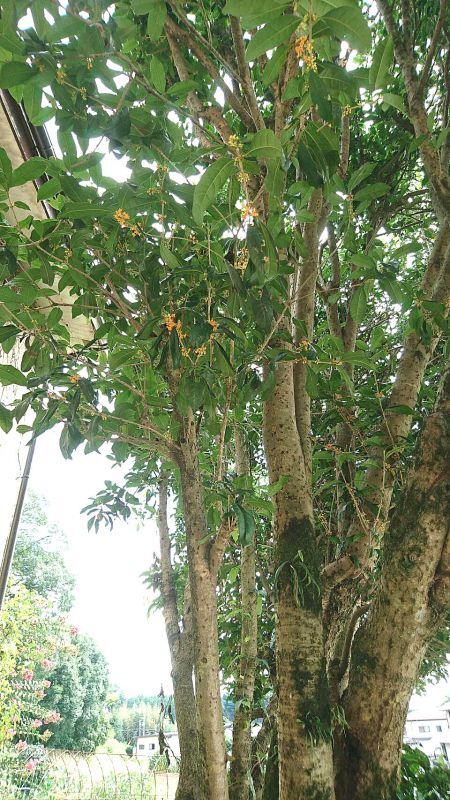 ◎金木犀～～栃木県から⇔すごい立派な木