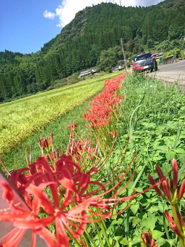 **鹿児島・出水の田舎道⇔彼岸花**