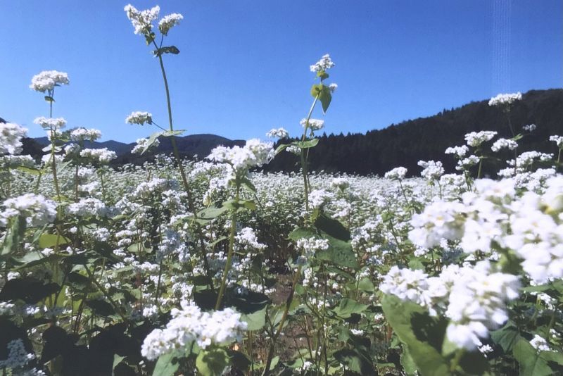 ◎もう、しっかり秋です。”蕎麦の花”　白く咲きました。　福島県⇔熊さん便り