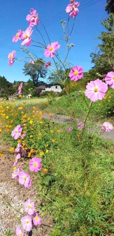 **秋桜**　福島県