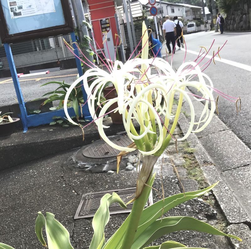 ***今年最後の　浜木綿の花　？！***