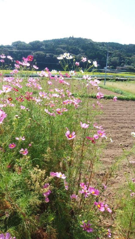 **コスモス**　大分県国東半島