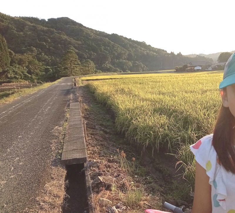 ◎無事に稲刈ができます。　鹿児島県出水市