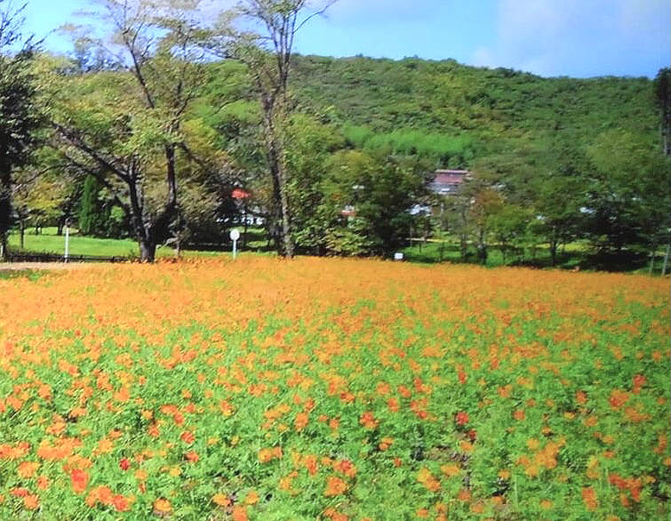 ***キバナコスモス***500000本⇔東北地方