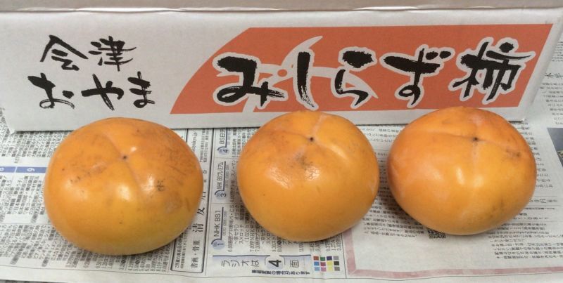 ◎京都に修学旅行　と　福島県会津の「みしらず柿」　のうれしい便り