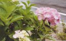 画像: **福島県・熊さん便り**　　紫陽花