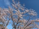 画像: ＊＊京都精華町の市民公園の桜＊＊