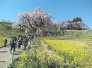 画像: **福島県**三春の滝桜**　熊さん便り