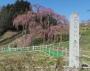 画像: **福島県・三春の滝桜**