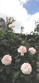 画像: ◎花のある毎日　宮城県のバラ