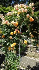 画像: ◎　バラの花