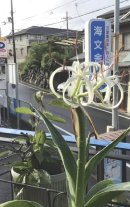 画像: ◎きゅうり　◎かぼちゃ　◎茄子　◎オクラ　が正解でした。