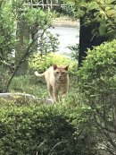 画像: ”素浪人猫”　五輪で廃棄になった「豪華弁当」はここで待って並んだらいいのかな！？？