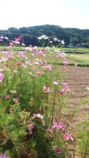 画像: **コスモス**　大分県国東半島