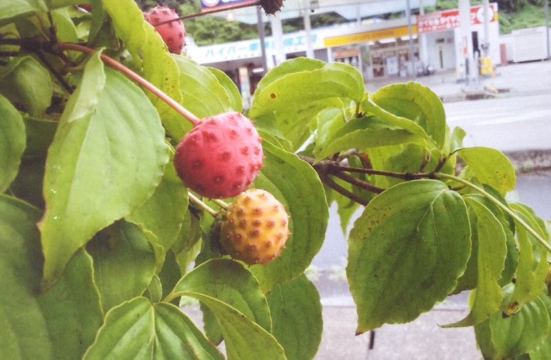 画像: ◎ 「ヤマグワの実」=「山法師の実」 桑の実ではありません。