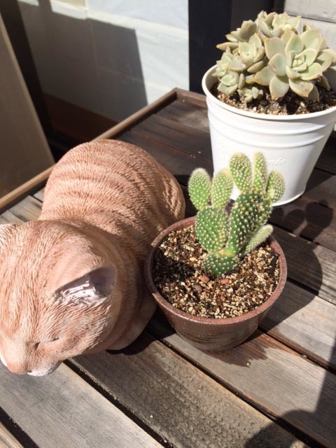 画像: **サボテン と 老猫ちゃん**