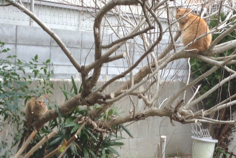 画像: ◎◎木登りする　二匹の　”ちゃ猫”
