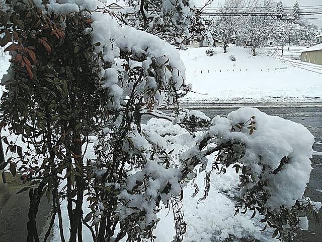 画像: ＊＊平成最後の大雪！！福島県三春町～熊さん便り