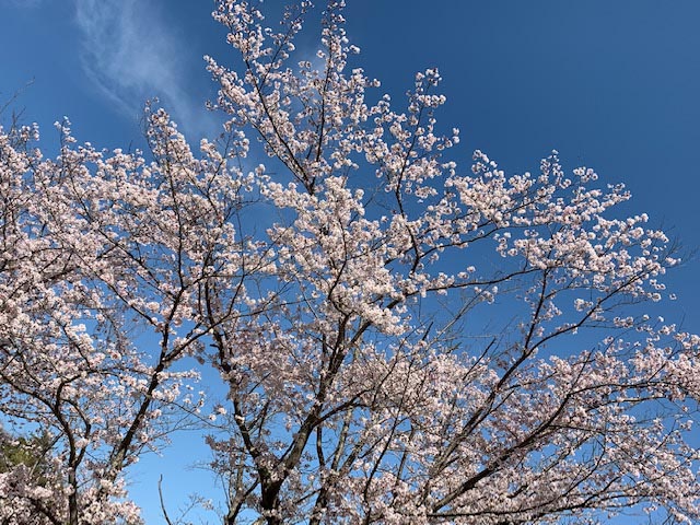 画像: ＊＊京都精華町の市民公園の桜＊＊