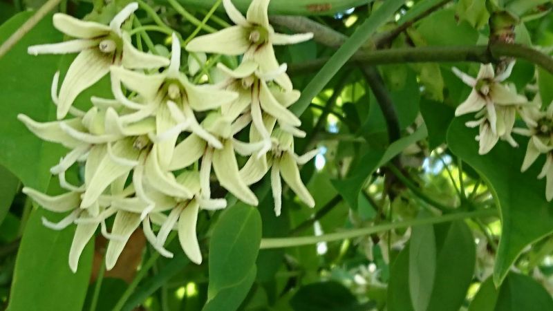 画像: **むべの花**鹿児島便り