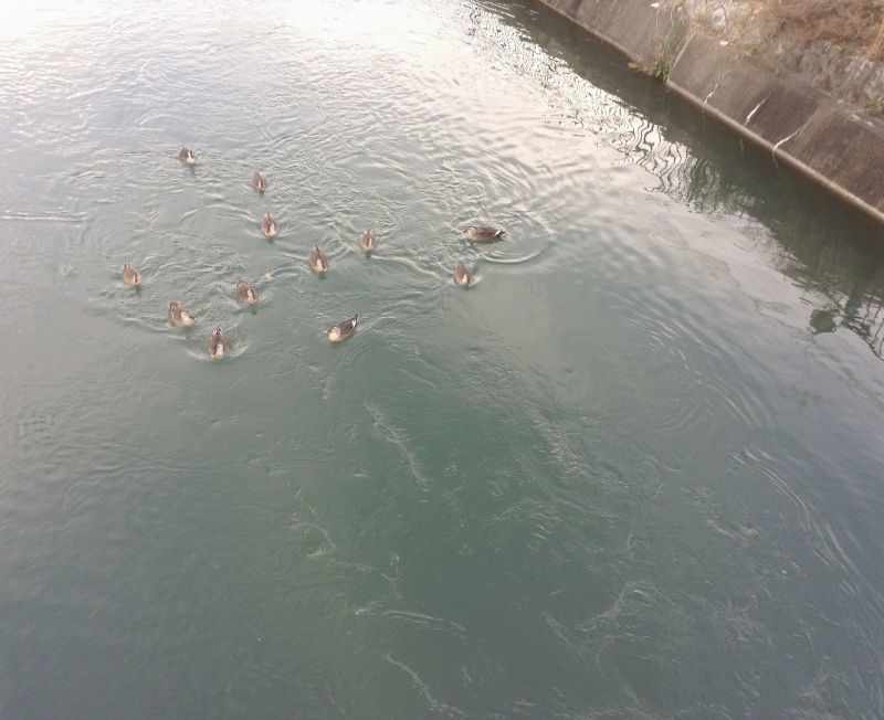 画像: 琵琶湖疏水の鴨
