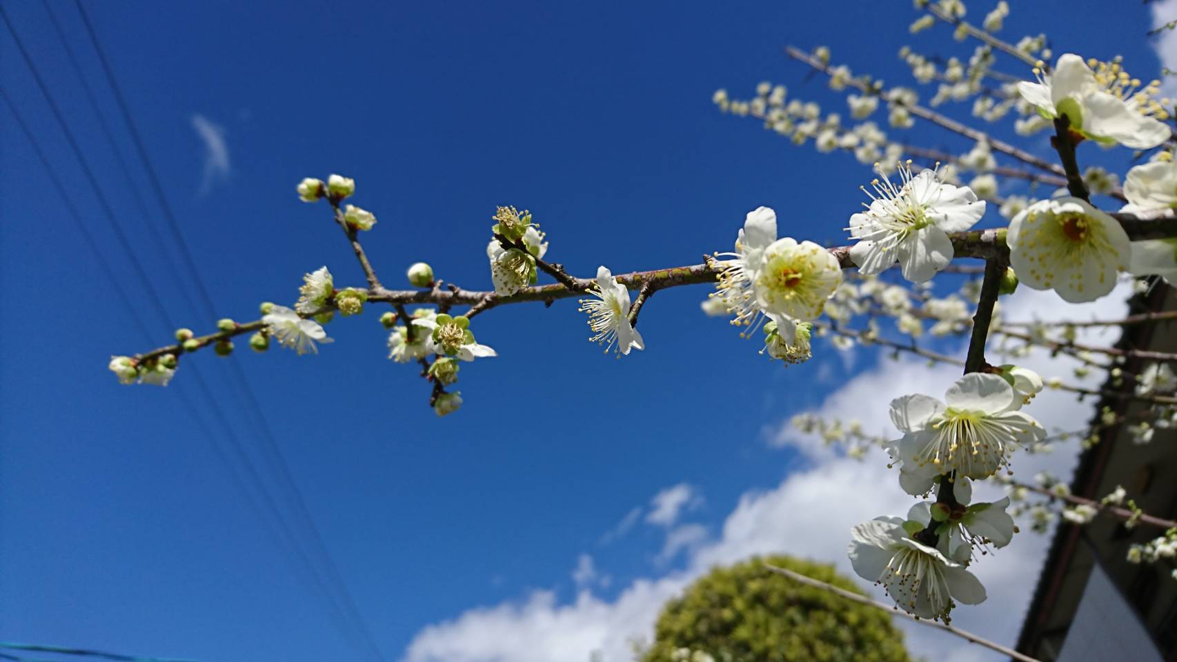 画像: 鹿児島県出水の　”白梅”　２０２０　1月27日