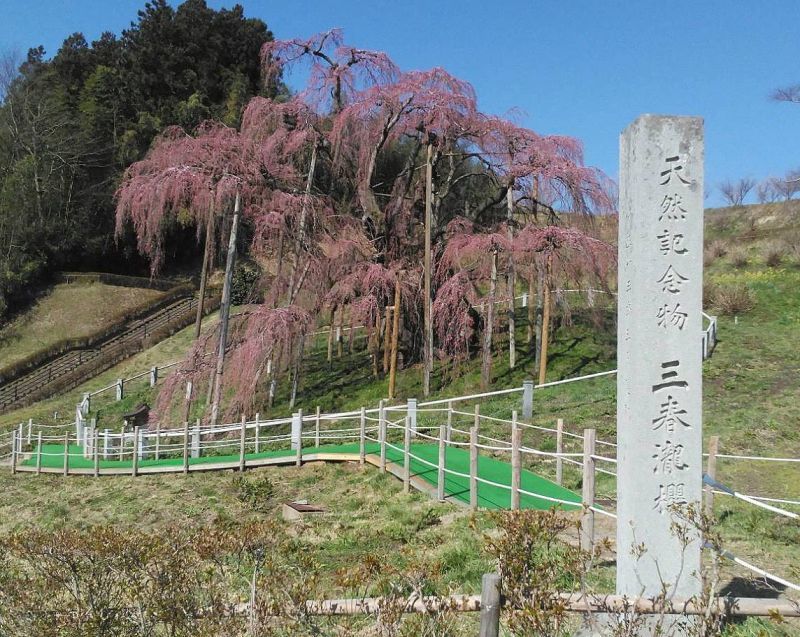 画像: **福島県・三春の滝桜**