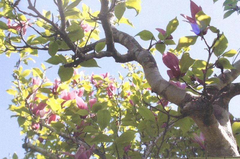 画像: ◎熊さん便り モクレン