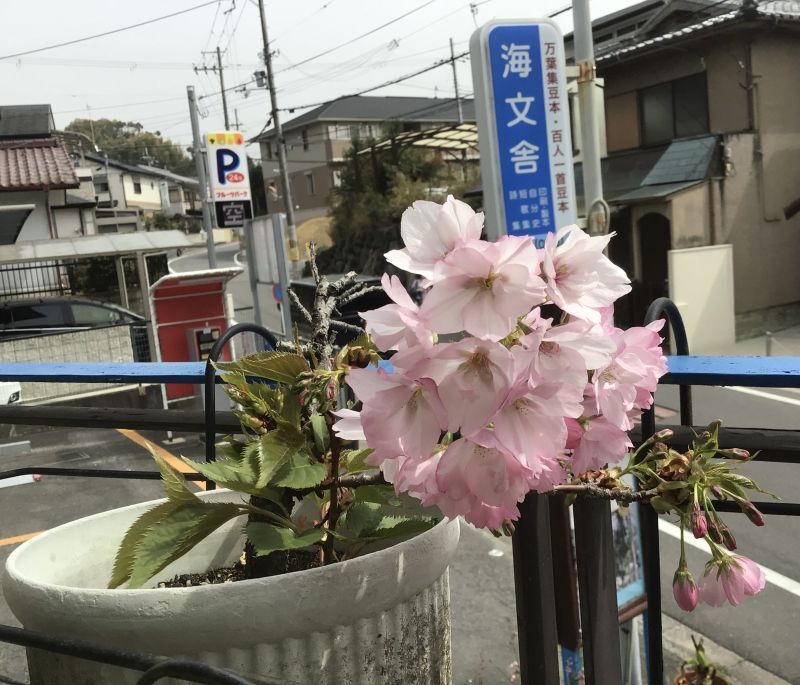 画像: 鉢植えの桜～ほぼ満開