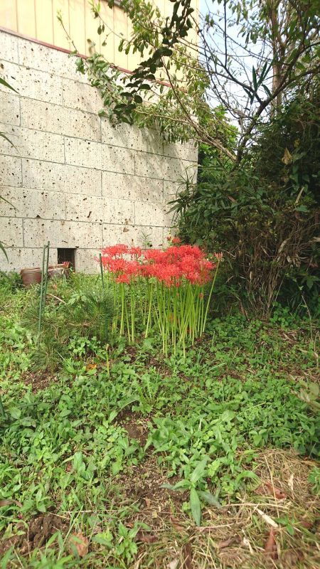 画像: **栃木県からの　彼岸花**