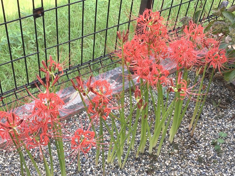 画像: ◎奈良県と京都の境目の　”彼岸花”