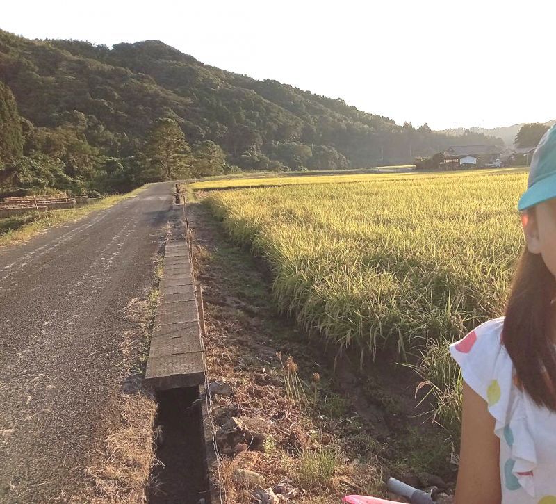 画像: ◎無事に稲刈ができます。　鹿児島県出水市